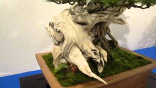 Noelanders Trophy 2012 Bonsai Exhibition Trees Part 1 [upl. by Karon]