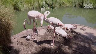 Meet the newest addition to our flamingo flock [upl. by Auhsuj609]