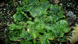 Time Lapse of Liverwort Plant Taking Over the Planter [upl. by Thorman]