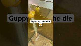 Guppy fish give birth new baby again 😍🥰 viralvideo shorts [upl. by Salesin848]