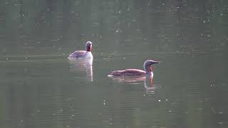 Red throated Loons calling [upl. by Notyal]