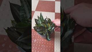 snake plant propagation  sanseveria plant care shorts youtubeshorts [upl. by Ettenhoj]