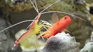 Cleaner Shrimp Cleaning [upl. by Noryd]