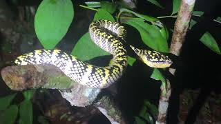 Female wraglers Pit Viper Snake  Singapore [upl. by Norris]