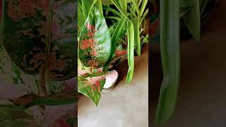 Best indoor plants indoorplant plantscaretips terracegardning viralshort ytshort trendingshort [upl. by Olga795]