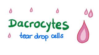 Dacrocytes Teardrop Cells [upl. by Poland]