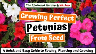 How to Grow Petunias from Seed A Step by Step Guide for Novices and Experienced Growers 76 [upl. by Hairim773]