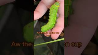 lunamoth saturniidae entomology insects caterpillar cute [upl. by Ahsinned]