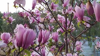 Магнолия мой уход и опыт💮 Magnolia soulangeana [upl. by Ebby]