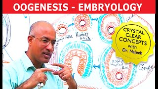 Oogenesis  Gametogenesis  Embryology🩺 [upl. by Notgnilliw]