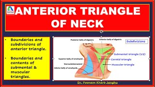 Anterior Triangle of the Neck  Anterior Triangle Neck Anatomy  boundaries subdivisions [upl. by Areyk]