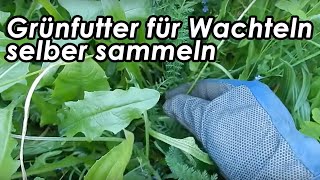 Wachtelfarm 78  Grünfutter für Wachteln selber sammeln [upl. by Ylrebme]