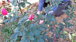 Interplant Garlic with Roses to Produce a more Pungent Rose Fragrance [upl. by Lingwood]