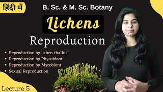 Lichens  Reproduction in Lichens  in Hindi  Botany  B Sc amp M Sc [upl. by Quirita]