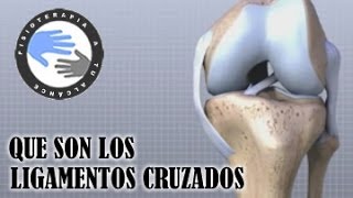 Ligamentos cruzados de rodilla que son y como se lesionan [upl. by Calen400]