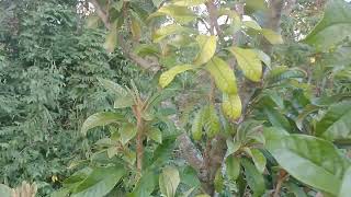 Green Sapote update [upl. by Sirac564]