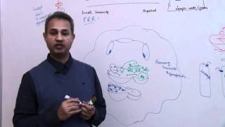 Immunology Neutrophil Lecture 3 Part 17 [upl. by Wanda146]