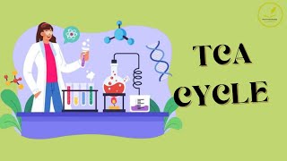 TCA Cycle  citric acid cycle  Krebs cycle tricarboxylic acid cycle [upl. by Lonier]