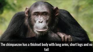 20 Interesting Facts About Chimpanzees [upl. by Murtha]