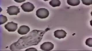 WHITE BLOOD CELL CHASING BACTERIA WITH GOD OF WAR MUSIC [upl. by Ahseenat]