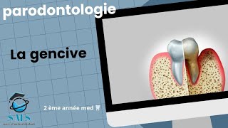 Cours  la gencive  anatomie physiopathologie module de paro  2 ème année [upl. by Neerhtak]