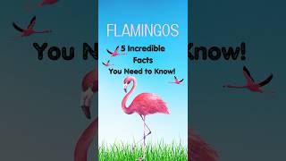 Flamingos 5 Incredible Facts You Need to Know randomfacts [upl. by Capello]