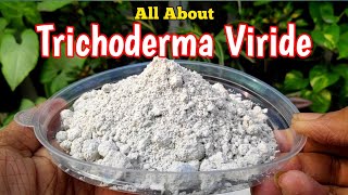 How To Use Trichoderma Viride In Gardening IN HINDI Biofungicide Trichoderma  Mission Gardening [upl. by Herold]