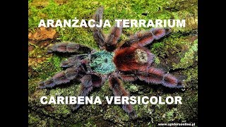 Naturalne terrarium dla Caribena ex Avicularia versicolor L4 🕷  spidersonlinepl [upl. by Morgan]