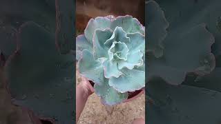 SuculentaEcheveria gibiflora Gigantea [upl. by Jew]