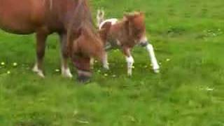 falabella filly 1 day old [upl. by Giza862]