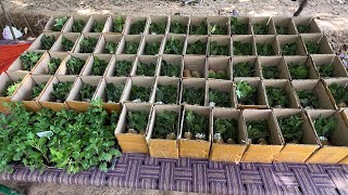 guldavari  shevanti  chrysanthemum sapling to sale bulk and retail price [upl. by Atiruam]