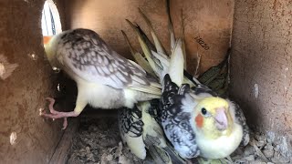 COCKATIEL BIRD BREEDING PROGRESS  bird setup ki update or new bird bhi add kiye [upl. by Rubia]