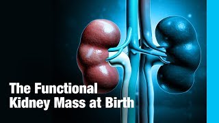 The Functional Kidney Mass at Birth [upl. by Suirtimed743]