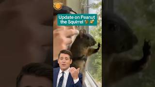 Peanut the Squirrel euthanized by New York State over rabies concerns shorts [upl. by Amelie]