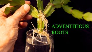 01 10 Adventitious Roots [upl. by Oringa]