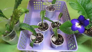 Streptocarpus Propagation  Dividing and Repotting an Outgrown Plant [upl. by Aisirtap]