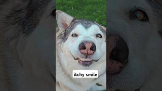 Peaches the Wolamute shorts pets dog [upl. by Lorain]