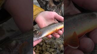 Beautiful Dolly Varden at Chester Lake In Alberta [upl. by Ahsekin]