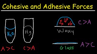 Cohesive and Adhesive Forces of Water [upl. by Maziar]