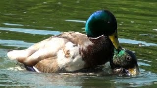 Duck Wars  Drake Mallards Fight Over Female  London [upl. by Ash]