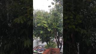 aaj mere yaha barish Hui hai shorts nature mansoon trainding shortsfeed [upl. by Arakihc]