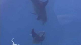 Mating Bottlenose Dolphins Belize  Ocean Animals  Creature Feature [upl. by Aihsetal]