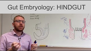 Hindgut  Embryology [upl. by Joline]