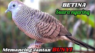 Suara perkutut Betina memanggil Jantan  The female turtle doves voice calls to the male [upl. by Harim163]