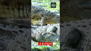 Wild Life Crocodiles Through the Cameras Eyes shorts crocodile crocodiles crocodileattack [upl. by Icyak]