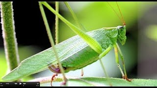 Understanding Insect Sounds Natures Orchestra [upl. by Acirehs]