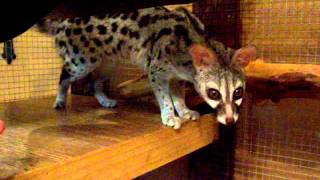 Building Trust with an Exotic Animal Spotted Genet that has been rehomed as an adult [upl. by Anidualc]