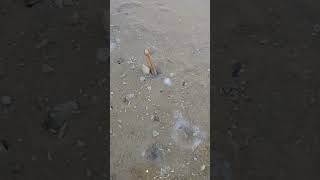 Person is on the beach catching Sea Moose Clams [upl. by Baynebridge]