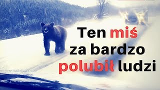 W Bieszczadach miś za bardzo polubił ludzi Co z nim zrobili [upl. by Aissak]