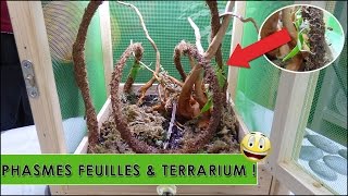 PHASME FEUILLE AMÉNAGEMENT TERRARIUM  EUBLEPHARIS [upl. by Baniaz]